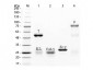 Rabbit IgG (Biotin Conjugated)